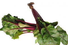 红根达菜（300g—320g）