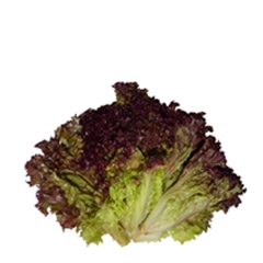 紫叶生菜（300g—350g）
